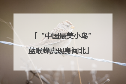 “中国最美小鸟”蓝喉蜂虎现身闽北
