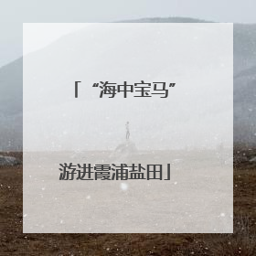“海中宝马”游进霞浦盐田