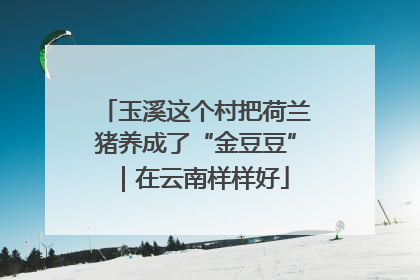 玉溪这个村把荷兰猪养成了“金豆豆”｜在云南样样好
