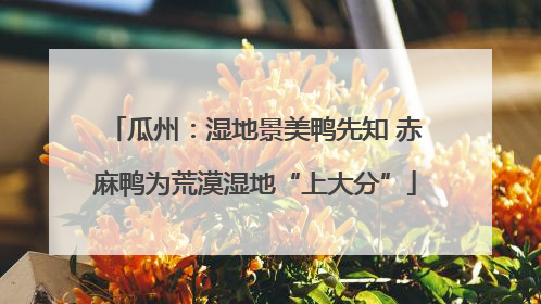 瓜州：湿地景美鸭先知 赤麻鸭为荒漠湿地“上大分”