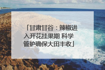 甘肃甘谷：辣椒进入开花挂果期 科学管护确保大田丰收