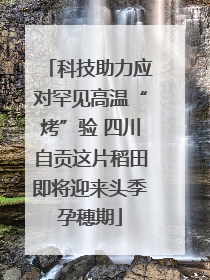 科技助力应对罕见高温“烤”验 四川自贡这片稻田即将迎来头季孕穗期