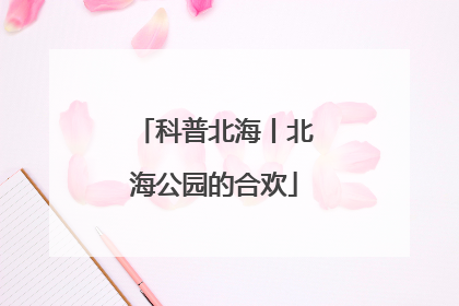 科普北海丨北海公园的合欢