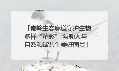 秦岭生态廊道守护生物多样“精彩” 勾勒人与自然和谐共生美好图景