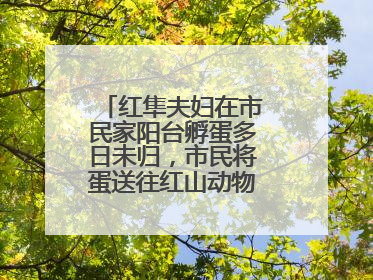 红隼夫妇在市民家阳台孵蛋多日未归，市民将蛋送往红山动物园“抢救”