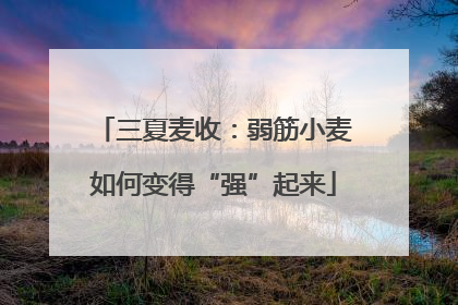 三夏麦收：弱筋小麦如何变得“强”起来