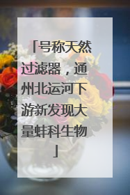 号称天然过滤器，通州北运河下游新发现大量蚌科生物