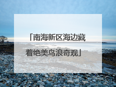南海新区海边藏着绝美鸟浪奇观