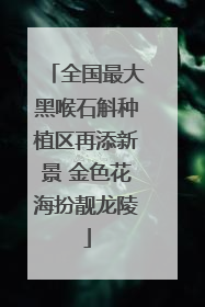 全国最大黑喉石斛种植区再添新景 金色花海扮靓龙陵