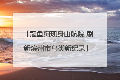 冠鱼狗现身山航院 刷新滨州市鸟类新纪录