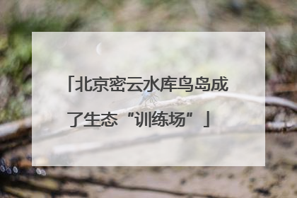 北京密云水库鸟岛成了生态“训练场”