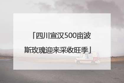 四川宣汉500亩波斯玫瑰迎来采收旺季