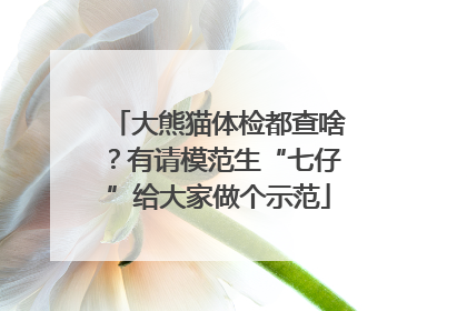 大熊猫体检都查啥？有请模范生“七仔”给大家做个示范