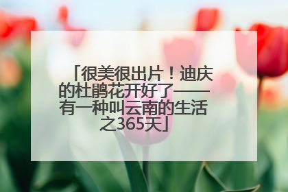 很美很出片！迪庆的杜鹃花开好了——有一种叫云南的生活之365天