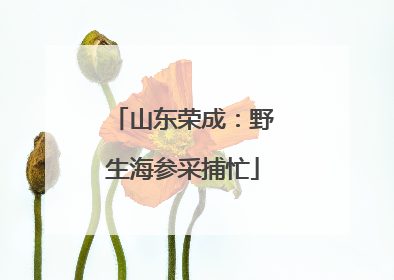 山东荣成：野生海参采捕忙