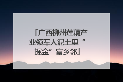 广西柳州莲藕产业领军人泥土里“掘金”富乡邻