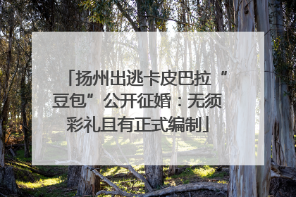 扬州出逃卡皮巴拉“豆包”公开征婚：无须彩礼且有正式编制
