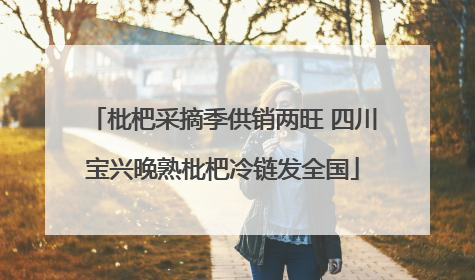 枇杷采摘季供销两旺 四川宝兴晚熟枇杷冷链发全国