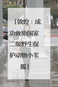 敦煌：成功救助国家二级野生保护动物小苇鳽
