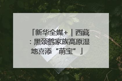 新华全媒+｜西藏：黑颈鹤家族高原湿地喜添“萌宝”