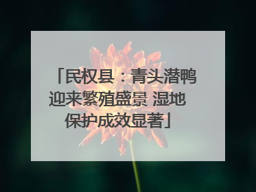 民权县：青头潜鸭迎来繁殖盛景 湿地保护成效显著