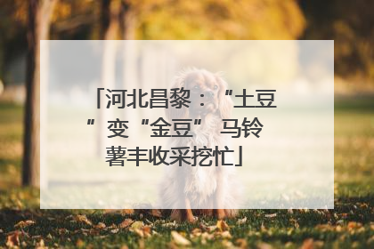 河北昌黎：“土豆”变“金豆” 马铃薯丰收采挖忙
