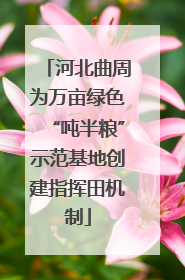 河北曲周为万亩绿色“吨半粮”示范基地创建指挥田机制