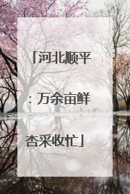河北顺平：万余亩鲜杏采收忙