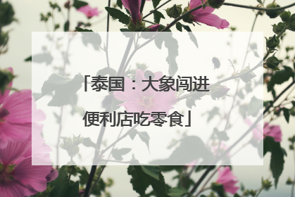 泰国：大象闯进便利店吃零食