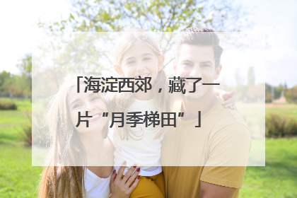 海淀西郊，藏了一片“月季梯田”