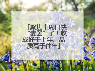 聚焦丨周口快“麦罢”了！收成好于上年、品质高于往年