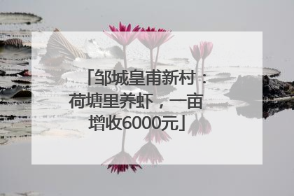 邹城皇甫新村：荷塘里养虾，一亩增收6000元