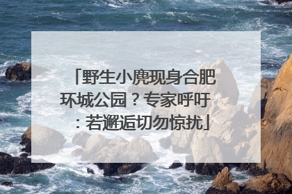 野生小麂现身合肥环城公园？专家呼吁：若邂逅切勿惊扰