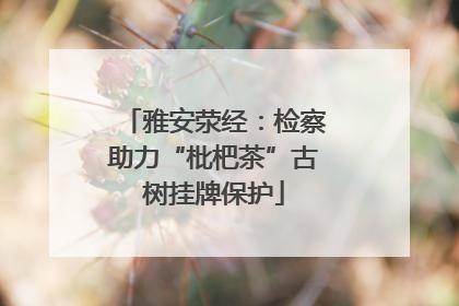 雅安荥经：检察助力“枇杷茶”古树挂牌保护