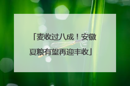 麦收过八成！安徽夏粮有望再迎丰收