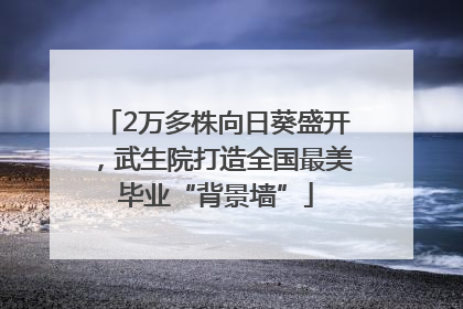 2万多株向日葵盛开，武生院打造全国最美毕业“背景墙”
